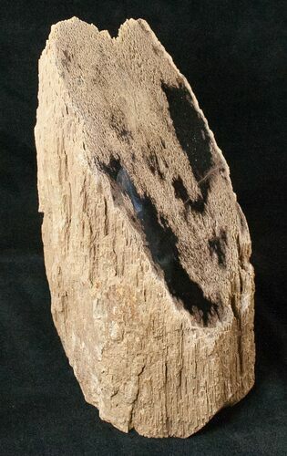 Free-Standing Petrified Wood (Palm) - Eden Valley #16917